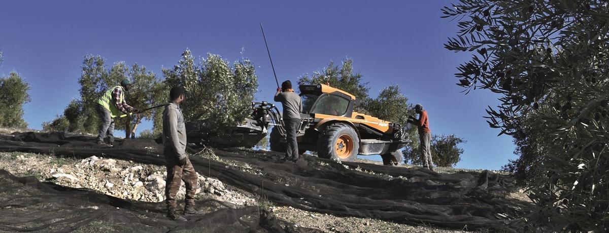 Trabajos de recogida de la aceituna en una explotación olivarera cordobesa durante la pasada campaña agrícola 2022-2023.