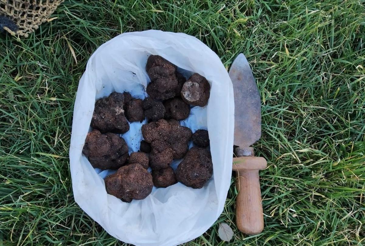 En España, el precio de la trufa negra para esta temporada podría alcanzas 700€/kilo.