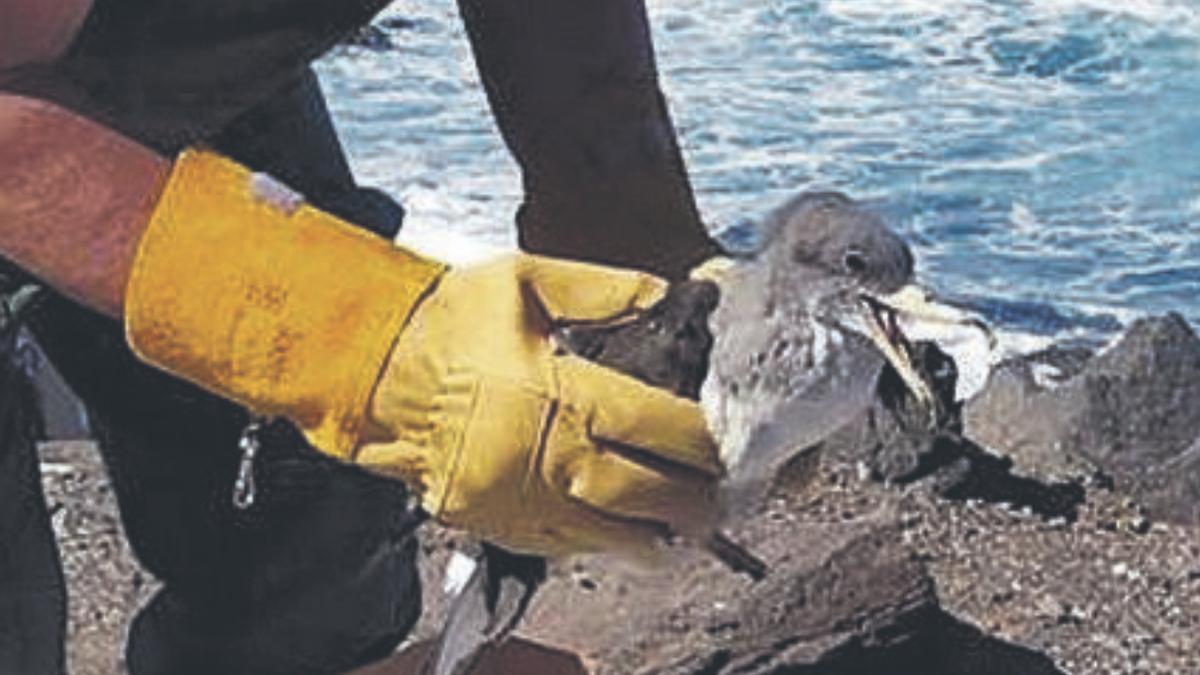 La campaña registra más de 400 pardelas rescatadas