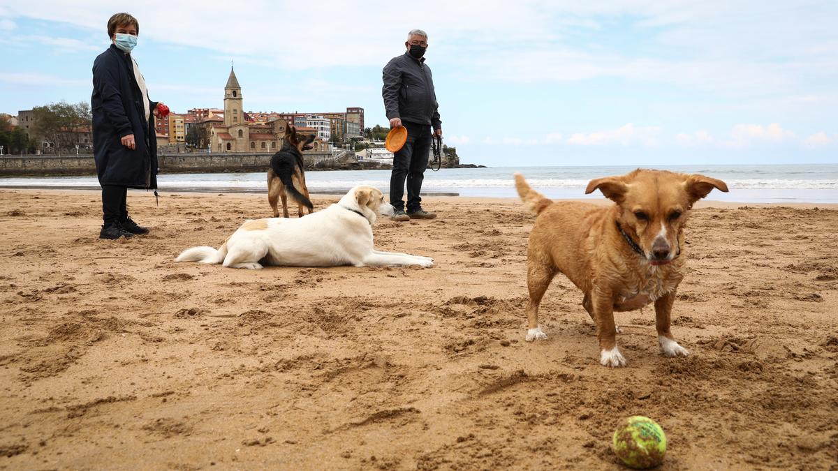 Los perros abandonan la playa de San Lorenzo