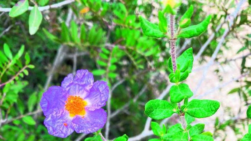 Wie eine vom Aussterben bedrohte Blume südlich von Mallorca einen neuen Lebensraum fand