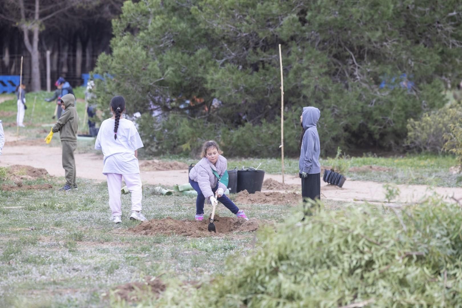 Jornada escolar plantación de especies autóctonas junto al parque natural de las lagunas de Torrevieja y La Mata