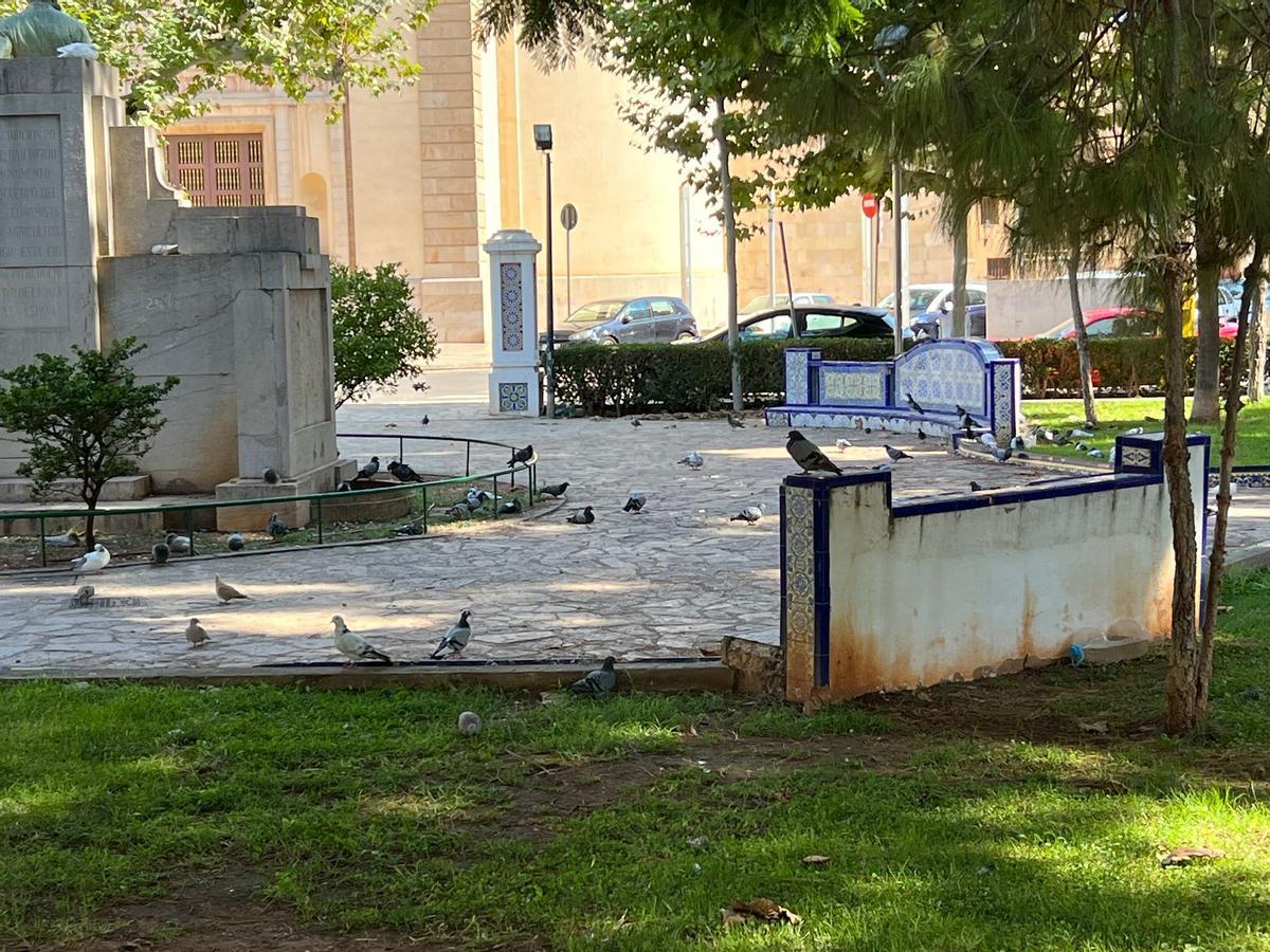 Fotogalería I Las palomas y tórtolas 'toman' el emblemático jardín de Sant Pasqual de Vila-real