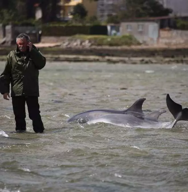 La fotoidentificación permite descubrir delfines varados en A Toxa hace tres años