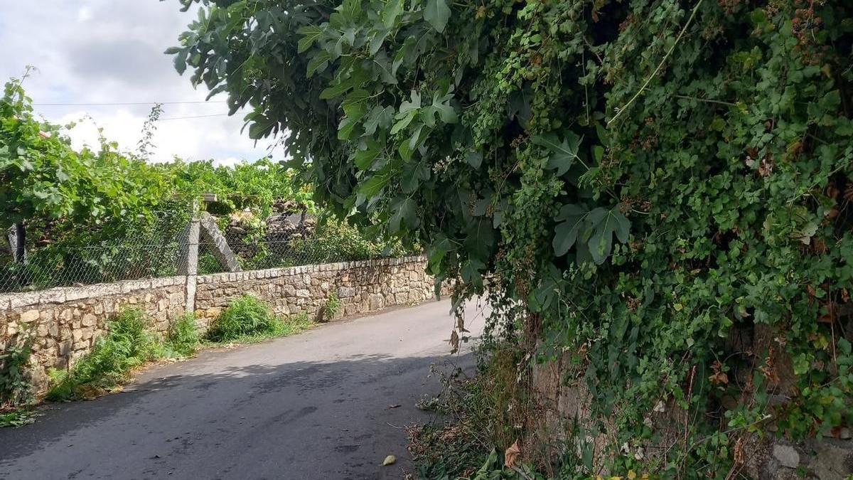 Maleza en una pista en una imagen aportada por la asociación.