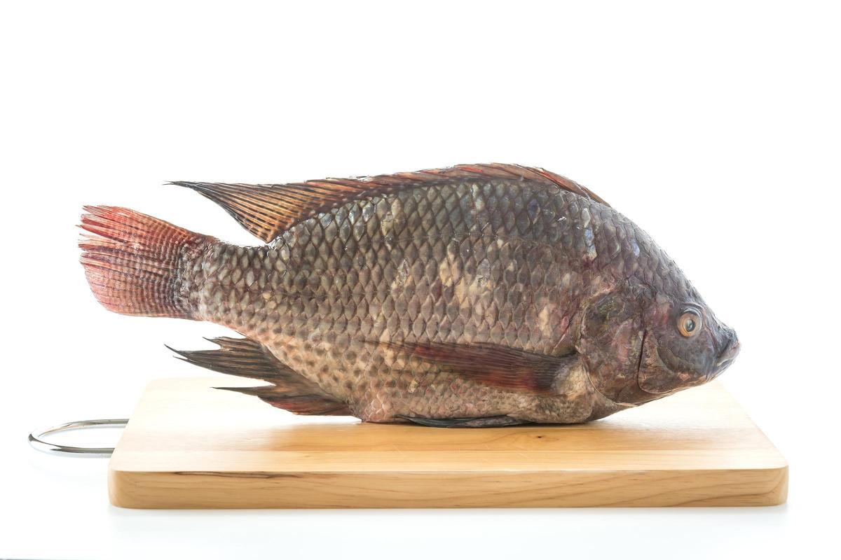 Los tres pescados que los médicos piden que no comas: la tilapia es uno de ellos