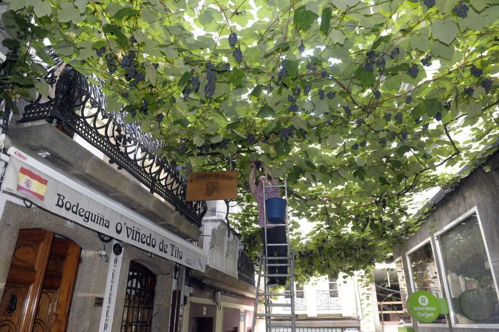 Vendimia en la Estrecha de San Andrés