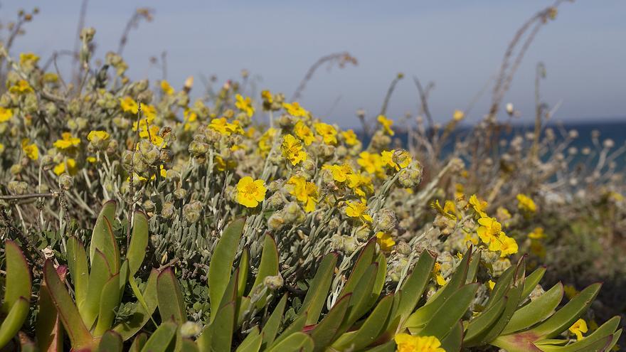 La Generalitat actuará contra la uña de león en la microrreserva Cabo Cervera de Torrevieja gracias a una petición de AHSA