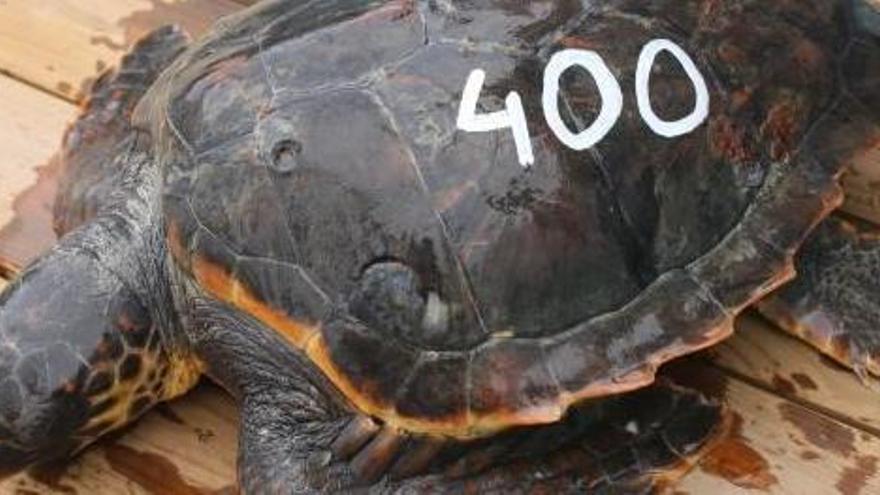 L&#039;ARCA del Mar salva la seua tortuga número 400