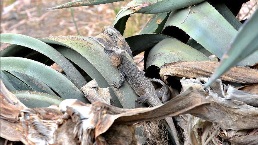 Tamaraceite espera por el lagartario años después de expulsar a los reptiles