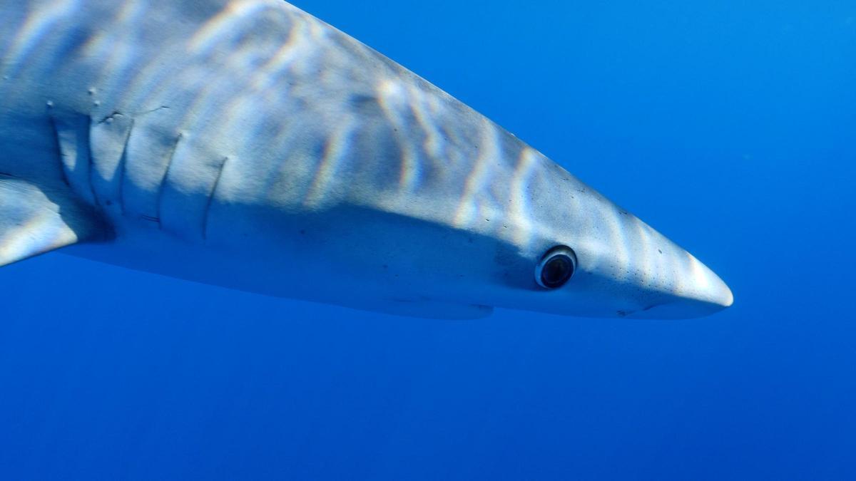 Una tintorera fotografiada por los investigadores de Shark Med.