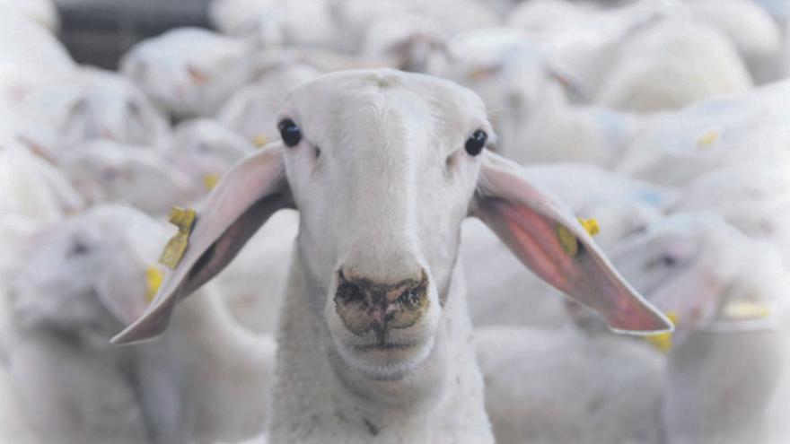 Lonja de Zamora del 2 de mayo: el ovino inicia una ligera recuperación