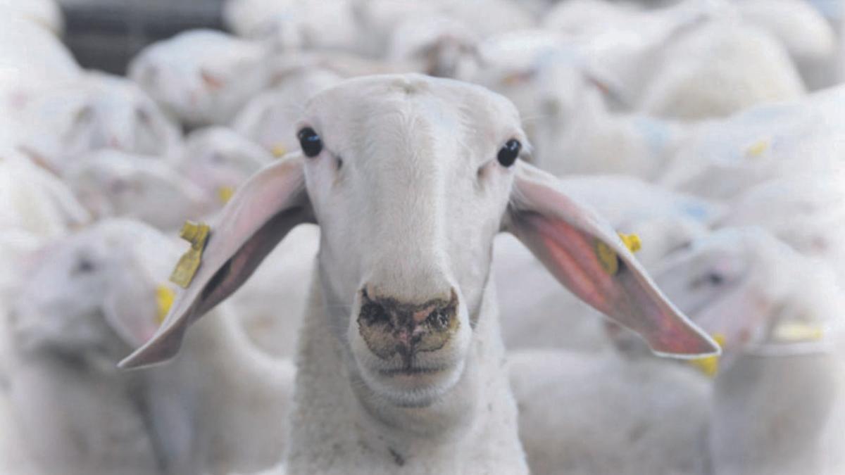 Las ovejas que no amaban a los veganos
