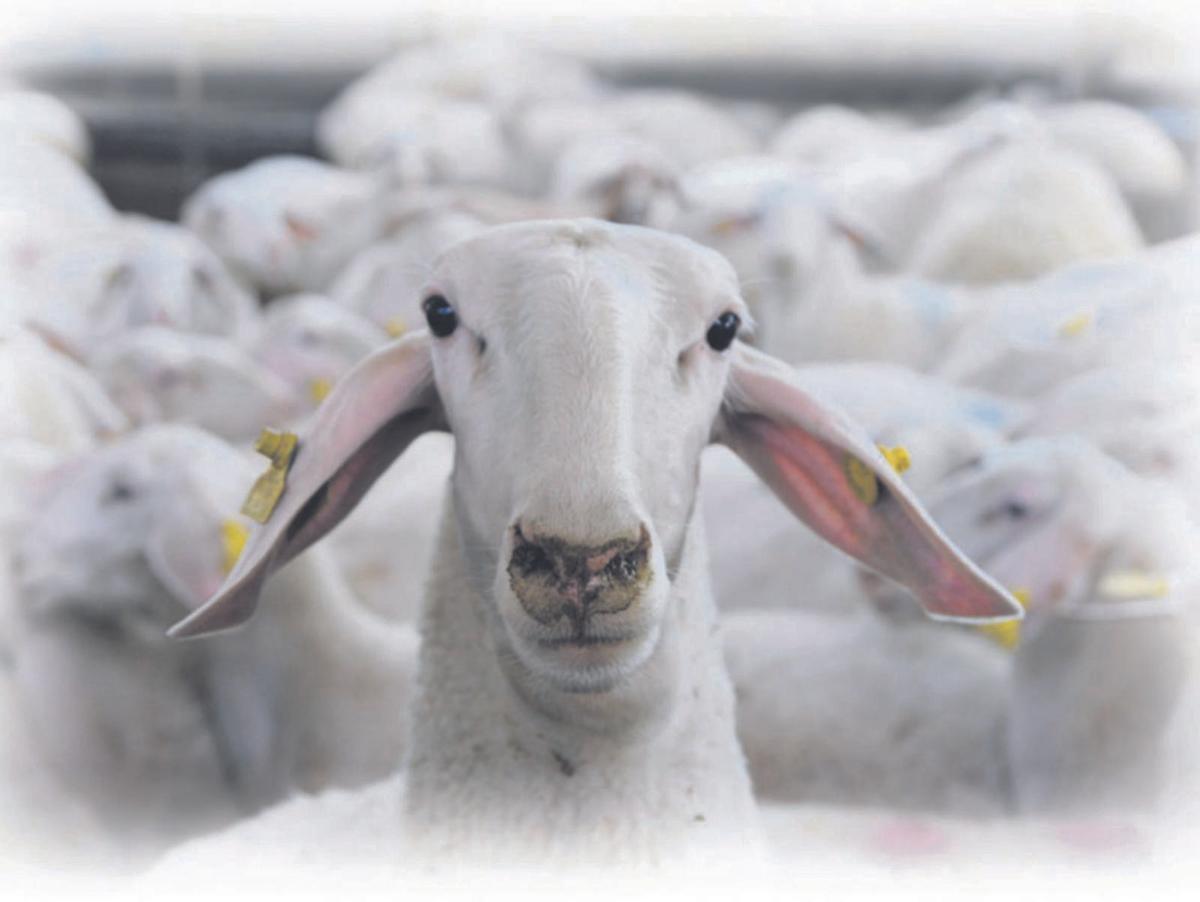 Las ovejas que no amaban a los veganos