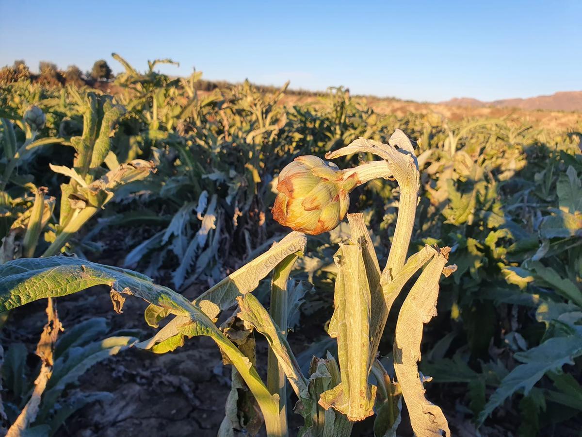 Las plantaciones de alcachofas están muy dañadas por el largo tiempo de exposición al frío.