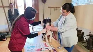 Más de 10.000 solicitudes para hacer gratis el ADN canino en menos de un mes