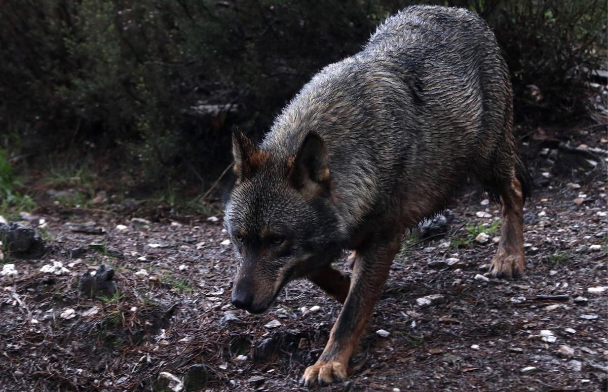 El lobo sigue generando polémica