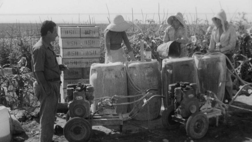 Filmoteca restaura un corto sobre el trabajo en las Islas en los setenta