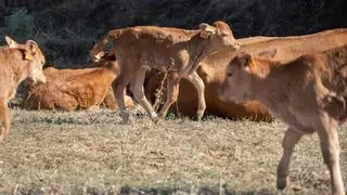 El frío no para la EHE: Más de 800 vacas muertas en Zamora