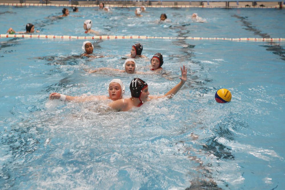 San Pedro 2016: Torneo alevín de waterpolo