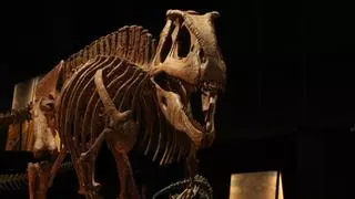 El dinosaure més gran de la història s'exposa al CosmoCaixa de Barcelona