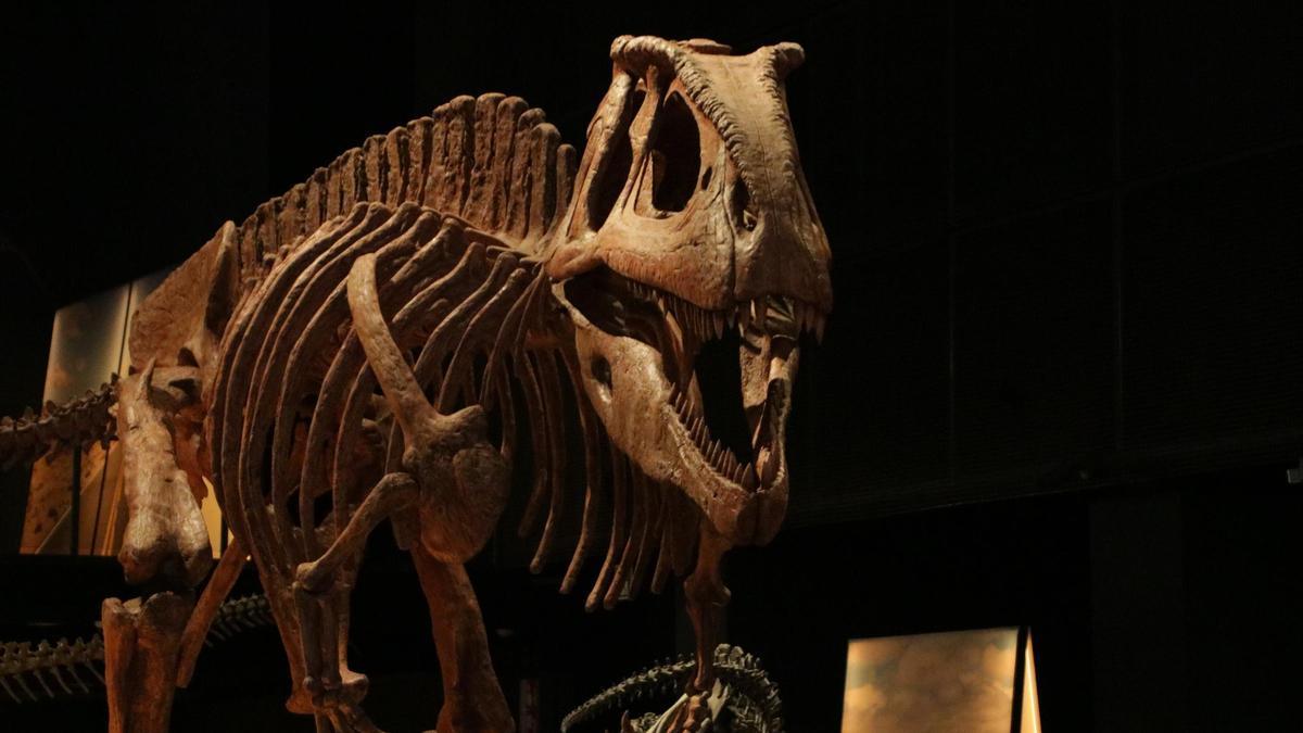 Un dels exemplars mostrats a l'exposició ‘Dinosaures de la Patagònia’ al CosmoCaixa