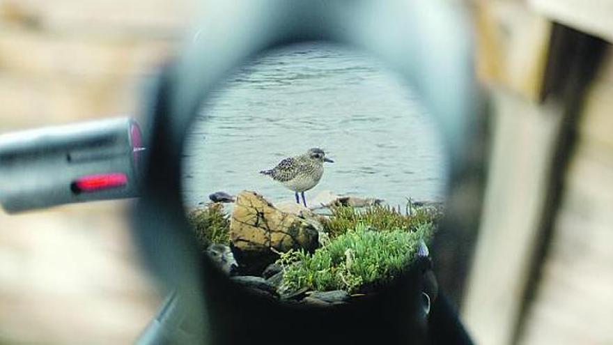 Un chorlito gris visto ayer, a través de un telescopio, en la ensenada de Llodero.