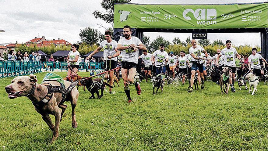 Jederzeit laufbegierig: Hunde sind ideale Sportpartner.