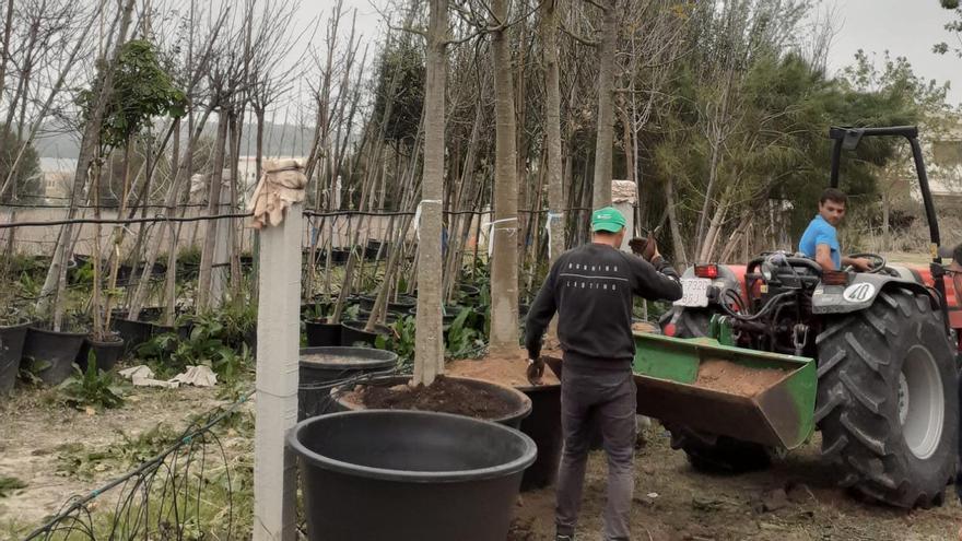 Nuevos árboles que se colocarán tras la retirada de las moreras.