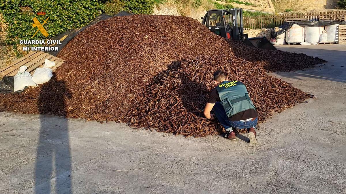 Agentes de la Guardia Civil examinando las algarrobas inmovlizadas.