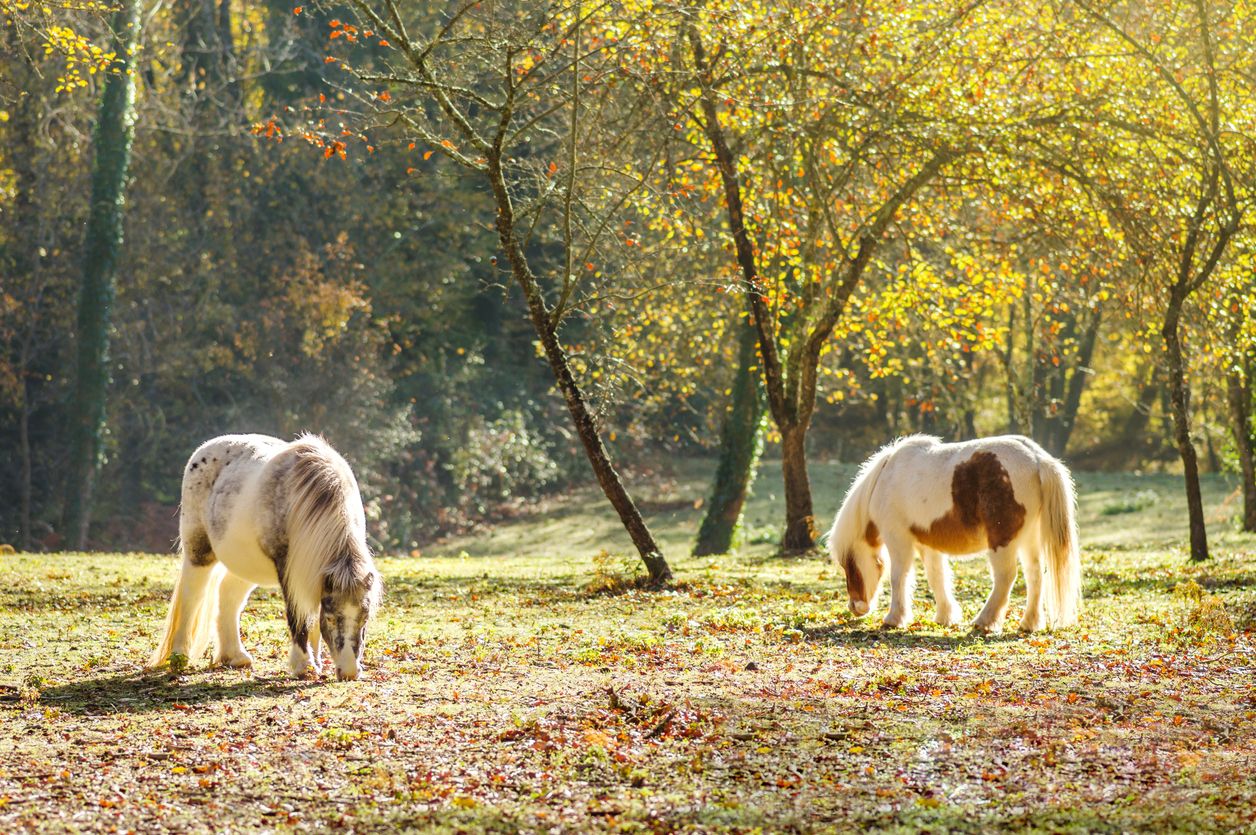 Las rutas en carro de caballos son una de las mejores actividades que hacer en la Fageda d'en Jordà