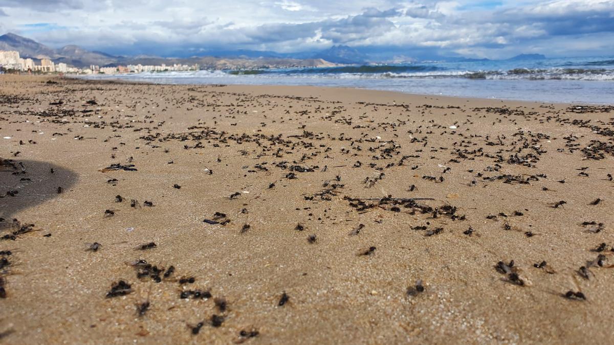 Hormigas voladoras en la playa de San Juan.