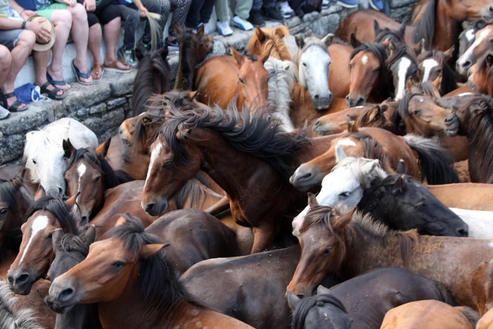 Sabucedo exhibe bravura en su Rapa das Bestas