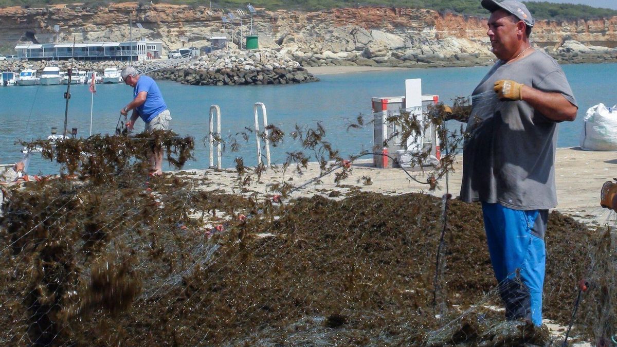 GRAFAND170. CONIL DE LA FRONTERA (CÁDIZ), 06/09/2019.- El alga invasora Rugulopterix Okamurae se ha extendido este verano de forma muy agresiva por buena parte de los caladeros de Cádiz, arruinando el trabajo de muchos pescadores, que vuelven a puerto con las redes cargadas de toneladas de esta especie de origen asiático que ha sembrado las alarmas de las administraciones, los científicos y los sectores turístico y pesquero. EFE/ Román Ríos