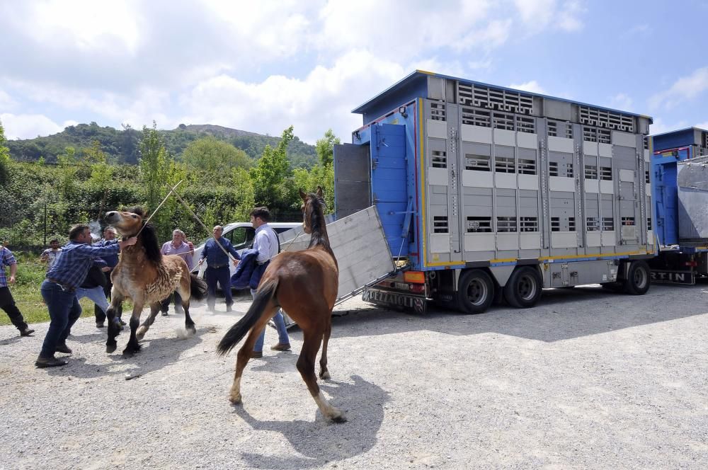 Feria de La Ascensión en Olloniego