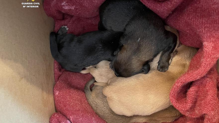 Abandonan en un contenedor a 5 cachorros en un pueblo de Castellón