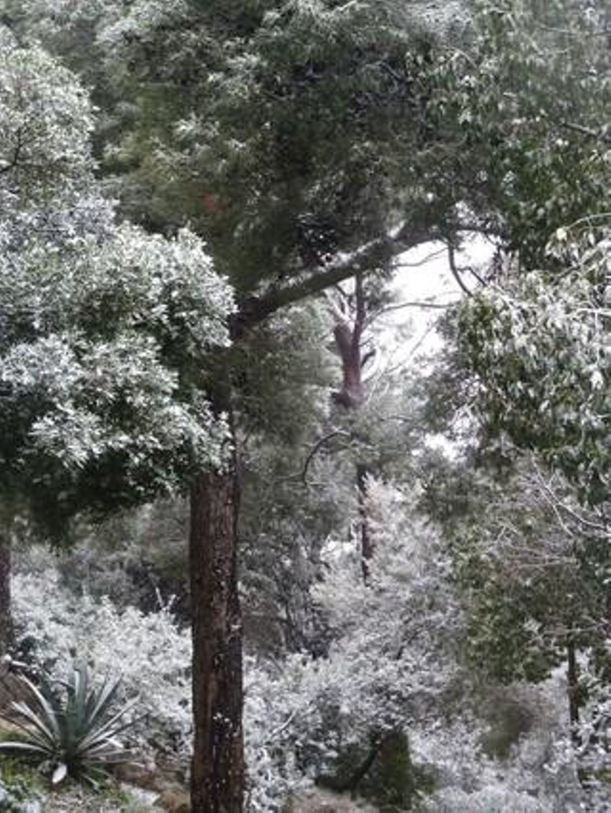 Barri El Coll / Vallcarca (Park Güell). FOTO: Marta Farriol