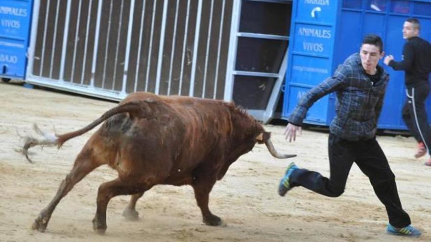 Las primeras actividades de la temporada valenciana de «bous al carrer» llegan con el mes de abril.