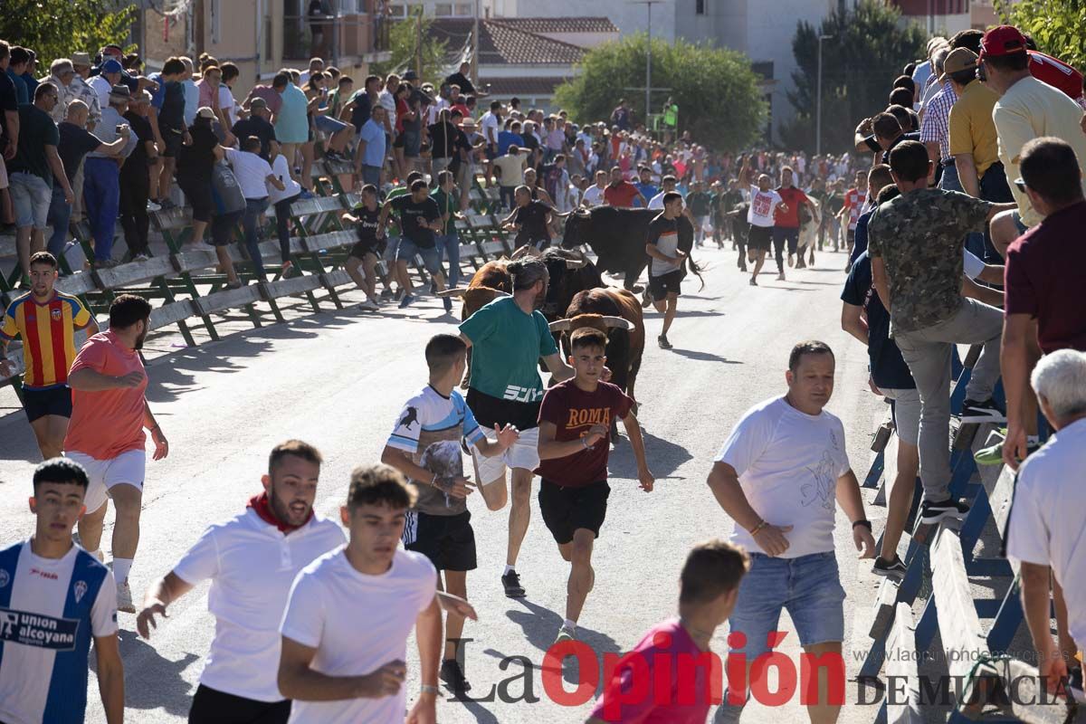 Sexto encierro de la Feria del Arroz de Calasparra