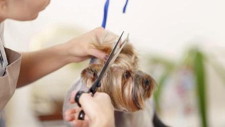 Consejos para cortar el pelo a tu perro - Información