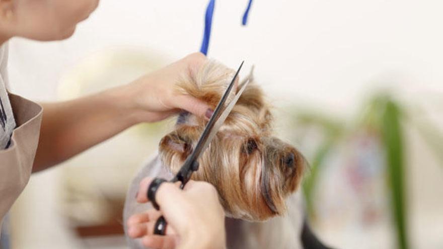 El corte de pelo de un perro no es una tarea sencilla.