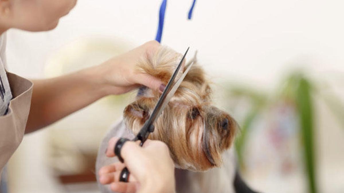 ¿Se debe cortar el pelo a las mascotas en verano?