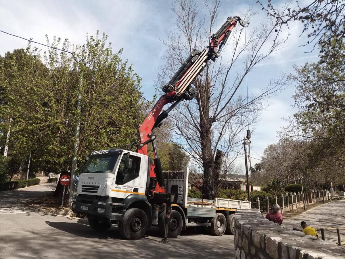 Retirada de árboles con una grúa en el entorno del lago de la Albufera.
