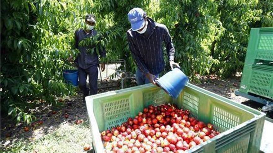 Los sindicatos advierten de que las zonas frutícolas podrían volver a ser &quot;focos de infección&quot;