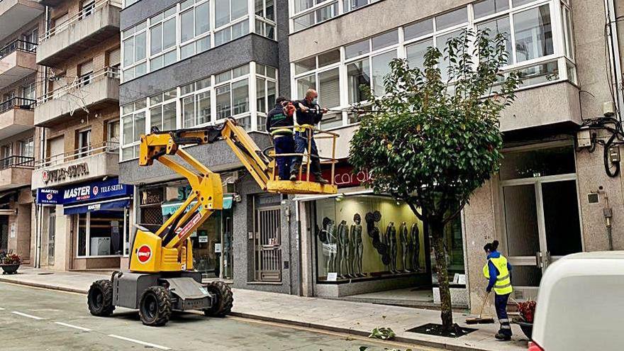 El Concello de Lalín inicia la poda en una veintena de calles