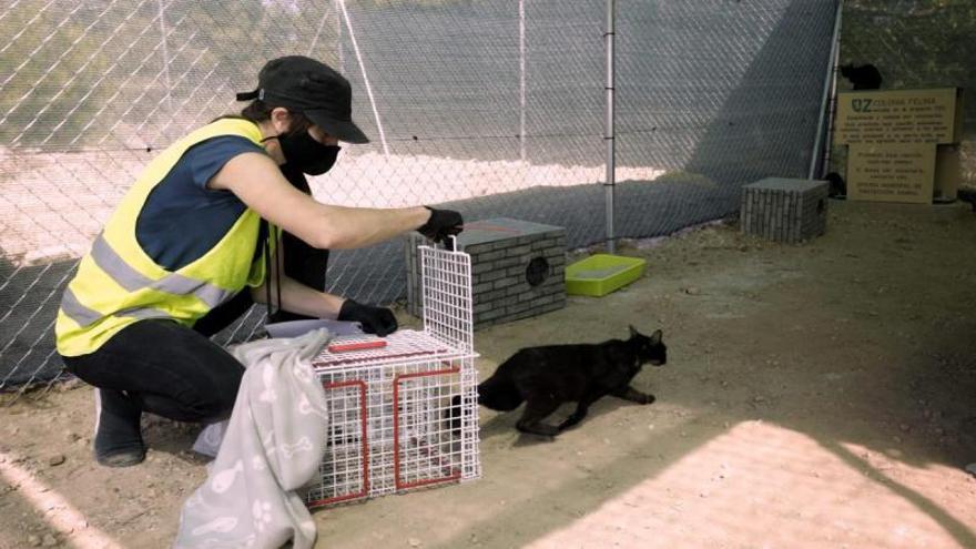 Suelta de un felino en las instalaciones de El Guano.  | EL PERIÓDICO