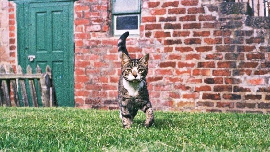 Forbes. el gatito que desapareció durante 10 años y volvió a su hogar.
