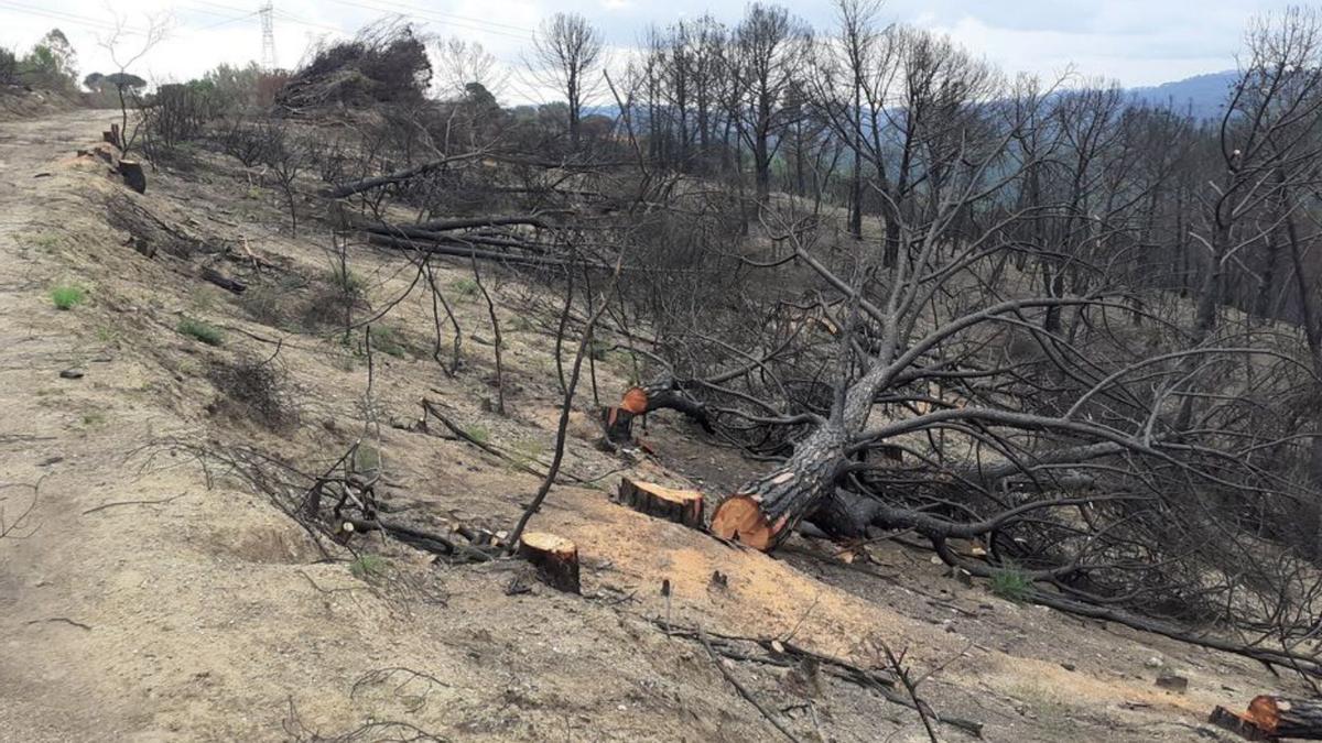 Boscos amb arbres tallats després de l’incendi de l’estiu | AJ CASTELLVÍ