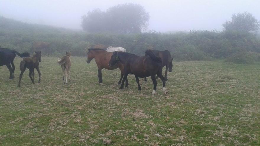 Un grupo de yeguas y caballos // FdV