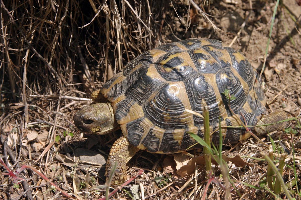 Un exemplar adult de tortuga de l'Albera amb la seva coloració característica